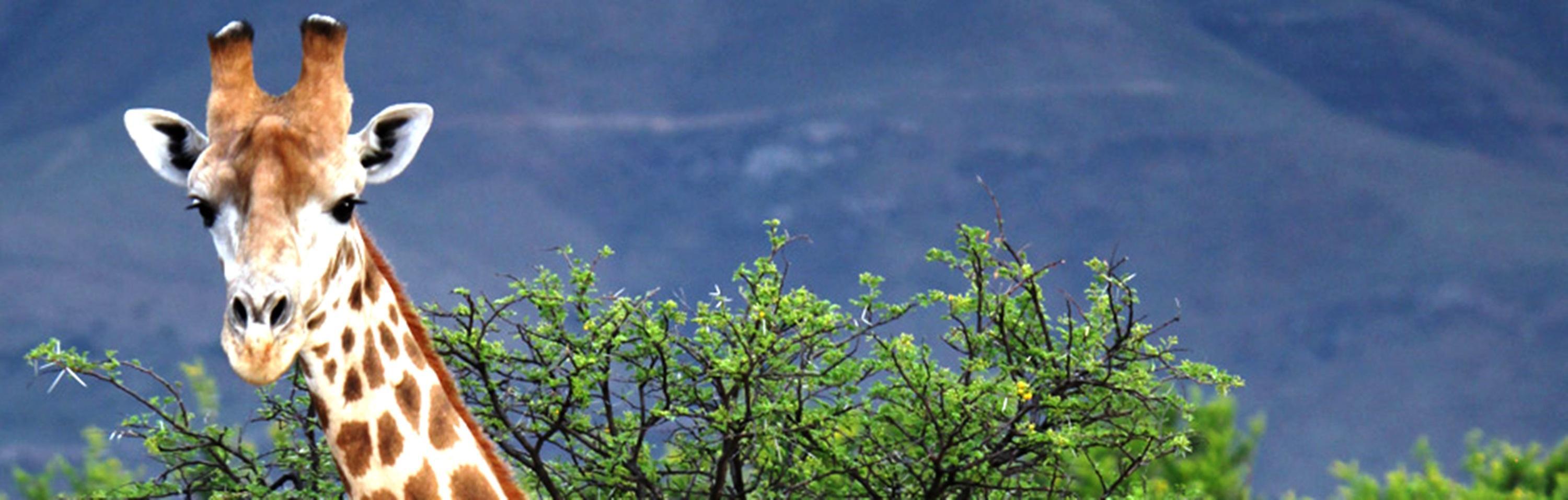 Mount Camdeboo Hotel Graaff Reinet Luaran gambar