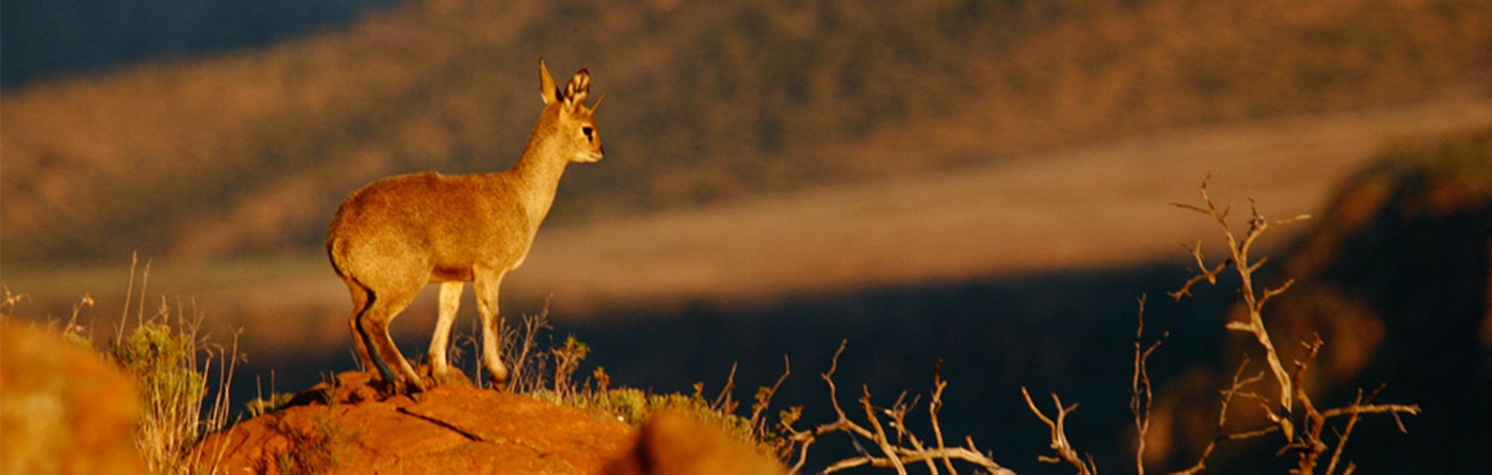 Mount Camdeboo Hotel Graaff Reinet Luaran gambar